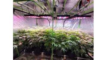 AGLEX COB 2000 LED Grow Light