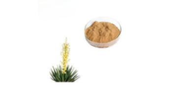 Xi`an Youth EU Organic Yucca Schidigera Plant Root Extract1
