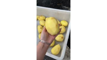Potato peeling machine 