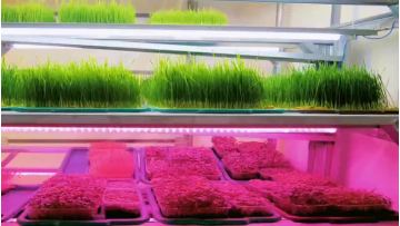 Hydroponic Fodder Container Hydroponics Farm Growing Shipping Container Greenhouse1