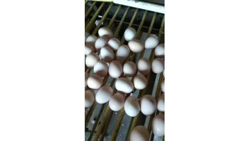 Our farm product