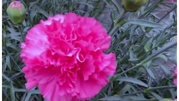 Singe-headed Carnation Little Peach red