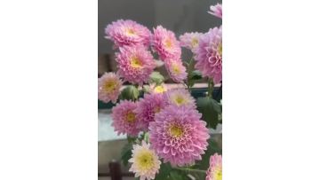 strawberry smoothie pompon Mum