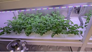 Video of leafy vegetable plant