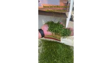 lemon leaf cutting machine vegetable cutter