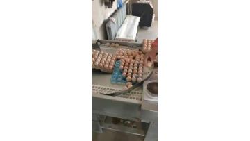 Automatic Egg Collecting Platform
