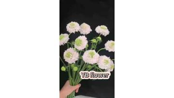 Premium Quality Light Pink Scabiosa Flowers Long Vase Life For Florist