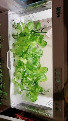 hydroponic planter (2)