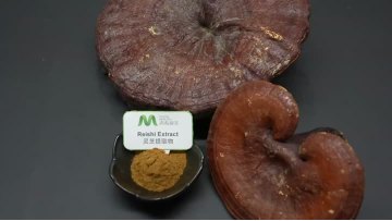 Hericium Erinaceus Extract Powder