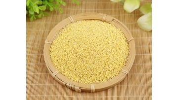 Proso millet2