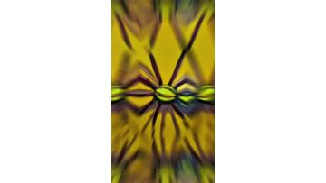 spider4