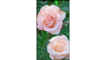 cynthia rose greenhouse