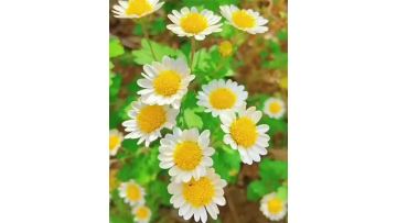 White chrysanthemum with scrambled eggs