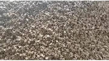 walnut kernel