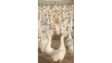 our poultry farm