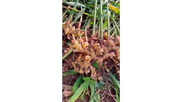 Ginger Dig Scene