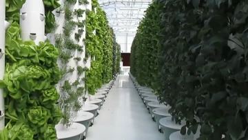Hydroponics