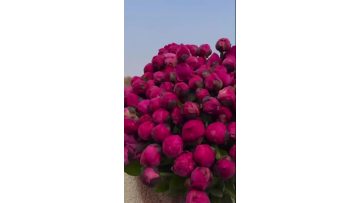 Red Fuji Herbaceous Peony