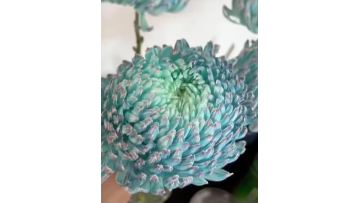 Light Blue Peony Chrysanthemum