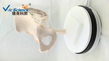 Hip Joint