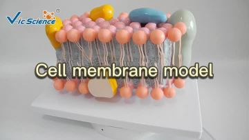 （） (1)cell model