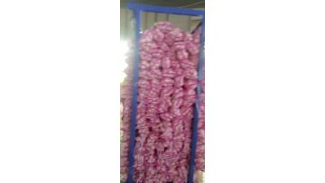 garlic processing 1