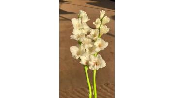 Bulk Wholesale Ajax Gladiolus Fresh Cut Flowers Varieties for Nursery Plantations