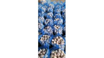 garlic in mesh bag