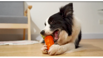 dog rubber toy Carrot