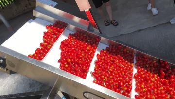 Fruit washing and sorting production line