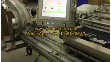 Blueberry Sorting Machine Grading Machine For Blueberry Plant