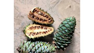 Delicious Raw Pine Nuts