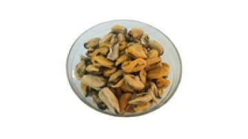 well cleaned boiled cooked mussel meat1