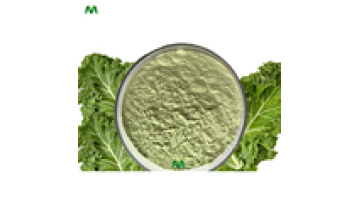 Manufacturer Supply Organic Kale Powder1