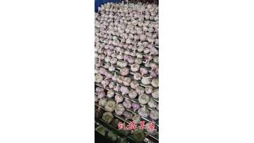 GARLIC RAW MATERIAL