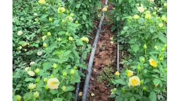Ａvocado Spray rose