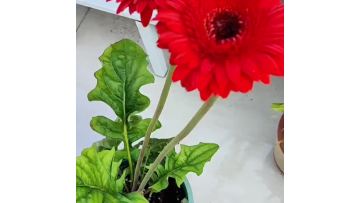 Red Gerbera standard chrysanthemum