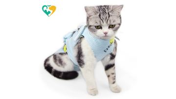 pet recovery suit for cats