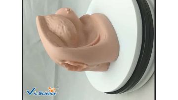 Organs model