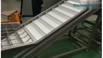 palm date processing line