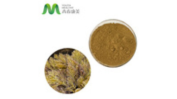 High Quality Best Price Fucoxanthin 50% Kelp Extract1