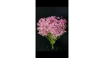 High quality Pink Babybreath suit for bouquet