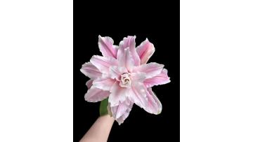 Double Lily-Dutch Princess