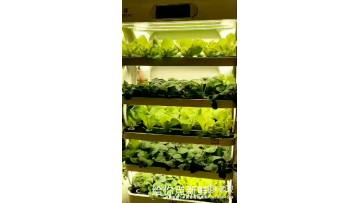 hydroponic system (3)