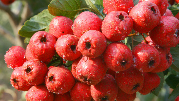 Hawthorn powder