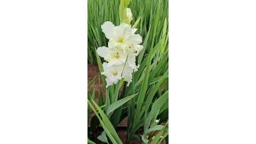 Fresh Cut Flowers Gladiolus Crystal Candy Beautiful Wedding Decoration Long Stem Wholesale