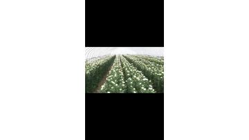 Kennedy white-chrysanthemum