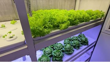 Inside the vegetable plant 4