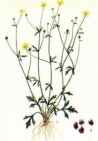 Cat’s Claw grass