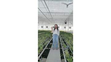 Multi-span greenhouse